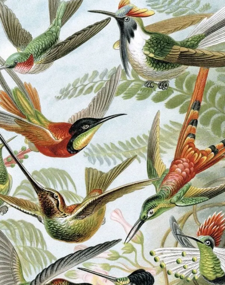 Behangpaneel Exotic Birds