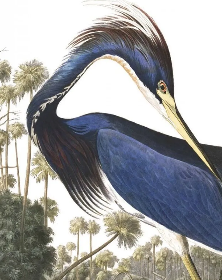 Behangpaneel Louisiana Heron