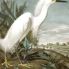 Behangpaneel Snowy Heron