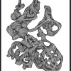 Rocaille illustration - zwart/wit